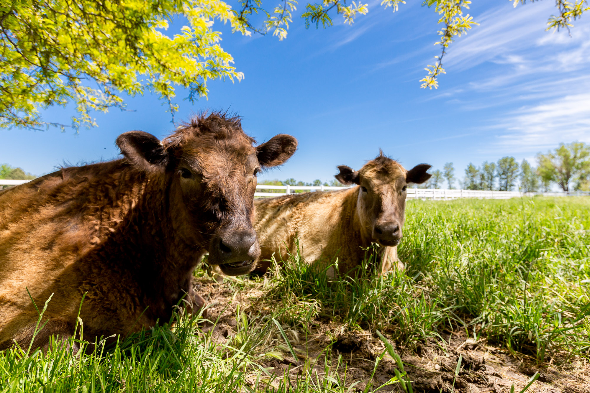 sitting-cows-chew-the-cud-marvinbowen