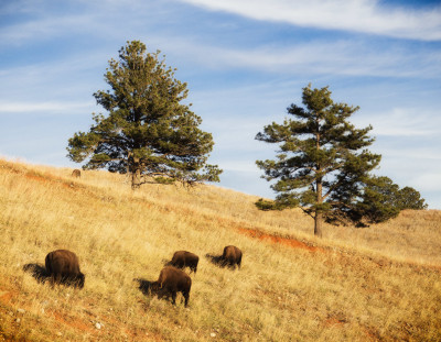 Bison on the Hillside